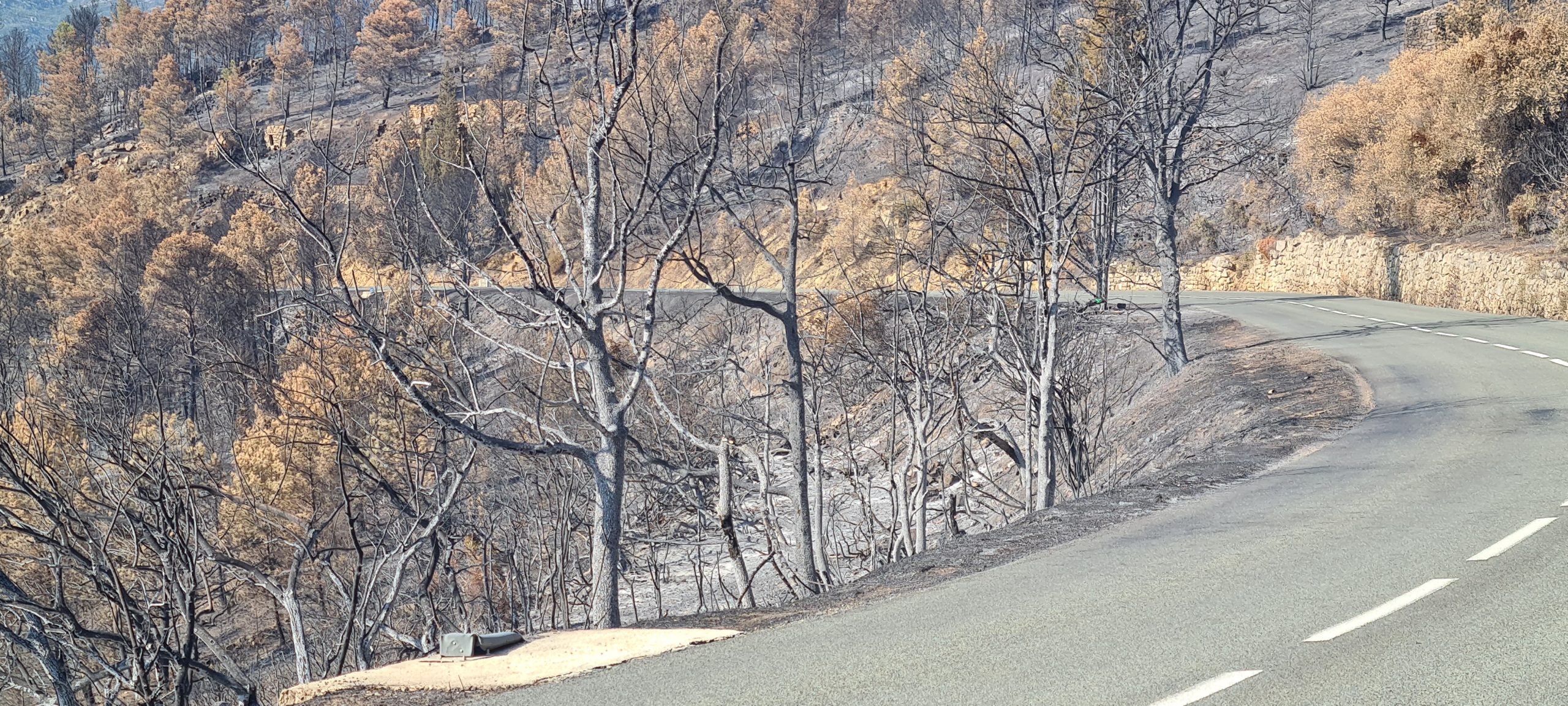 Forêt calcinée à Ribaute après l’incendie