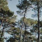 Protection maison contre les feux de forêt dans le Sud-Ouest