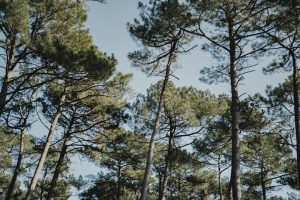 Lire la suite à propos de l’article Protection maison contre les feux de forêt dans le Sud-Ouest