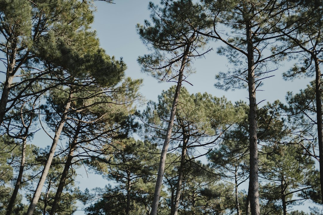 Lire la suite à propos de l’article Protection maison contre les feux de forêt dans le Sud-Ouest